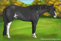 Horse Color:Black Sabino 