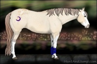 Horse Color:Bay Dun Splash Appaloosa