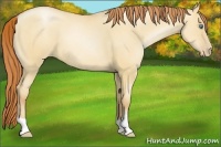 Horse Color:Classic Champagne Pearl Dun 