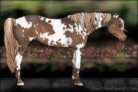 Horse Color:White Spotted Liver Chestnut 
