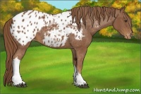 Horse Color:Chestnut Appaloosa