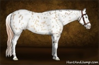 Horse Color:White Spotted Amber Cream Champagne Appaloosa 