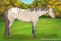 Horse Color:Bay Dun Appaloosa 