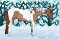 Horse Color:Red Roan Tobiano 