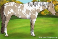 Horse Color:White Spotted Classic Cream Champagne Roan Rabicano