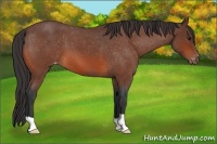 Horse Color:Bay Roan Appaloosa 