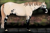 Horse Color:Buckskin Pearl Sabino