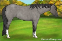 Horse Color:Smoky Grullo Roan 