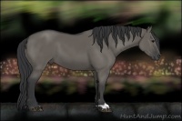 Horse Color:Grullo