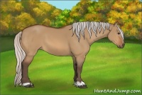 Horse Color:Silver Bay Dun