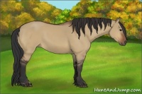 Horse Color:Bay Dun