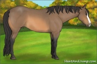 Horse Color:Buckskin Roan Splash