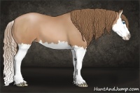 Horse Color:Brown Pearl Sabino Splash 