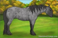 Horse Color:Smoky Blue Roan 