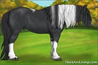 Horse Color:Black Tobiano Frame