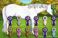 Horse Color:Gray Black Sabino Rabicano 