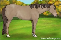 Horse Color:Classic Champagne Rabicano