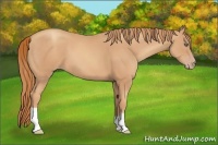 Horse Color:Gold Champagne