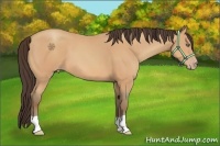 Horse Color:Amber Champagne 