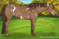 Horse Color:White Spotted Liver Chestnut 
