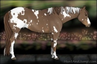 Horse Color:White Spotted Liver Chestnut