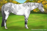 Horse Color:White Spotted Black 