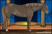 Horse Color:Liver Chestnut Sabino 