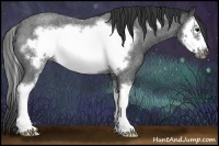 Horse Color:Blue Roan Sabino Splash Frame Rabicano 