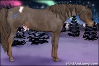Horse Color:Liver Chestnut Appaloosa