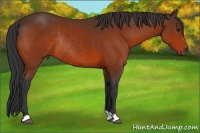 Horse Color:Bay Rabicano 