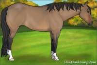 Horse Color:Bay Roan Dun