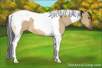 Horse Color:Bay Roan Dun Tobiano