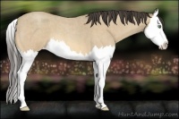Horse Color:Amber Cream Champagne Roan Splash