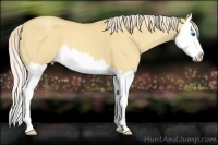 Horse Color:Gold Cream Champagne Roan Dun Splash 