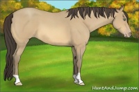 Horse Color:Amber Cream Champagne Roan