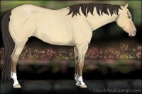 Horse Color:Amber Champagne Roan Dun 