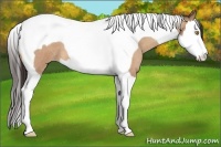 Horse Color:Amber Champagne Roan Splash Tobiano 