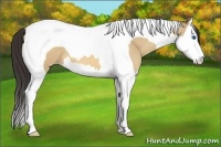 Horse Color:Amber Champagne Dun Splash Tobiano