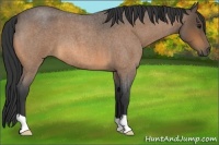 Horse Color:Buckskin Roan 