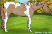 Horse Color:Red Dun Roan Tobiano