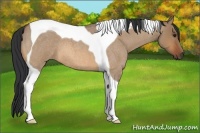 Horse Color:Bay Roan Dun Tobiano