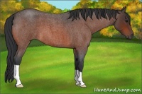 Horse Color:Bay Roan 