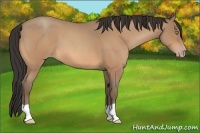 Horse Color:Amber Champagne Roan