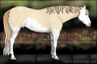Horse Color:Gold Champagne Roan Dun Splash 
