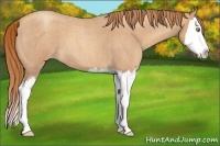 Horse Color:Gold Champagne Roan Splash