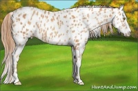 Horse Color:Gold Champagne Appaloosa  and Gold Champagne Splash Appaloosa 