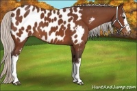 Horse Color:White Spotted Silver Bay Appaloosa 