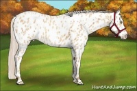 Horse Color:Gold Champagne Appaloosa and Gold Champagne Dun Appaloosa