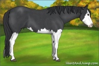 Horse Color:Blue Roan Splash 
