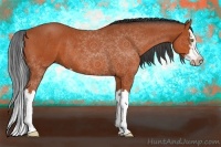 Horse Color:Bay Sabino Splash Rabicano 